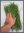 Sweetgrass/Mariengras  (Hierochloe odorata)