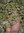 Schafgarbe  (Achillea millefolium)