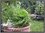Sweetgrass/Mariengras  (Hierochloe odorata)